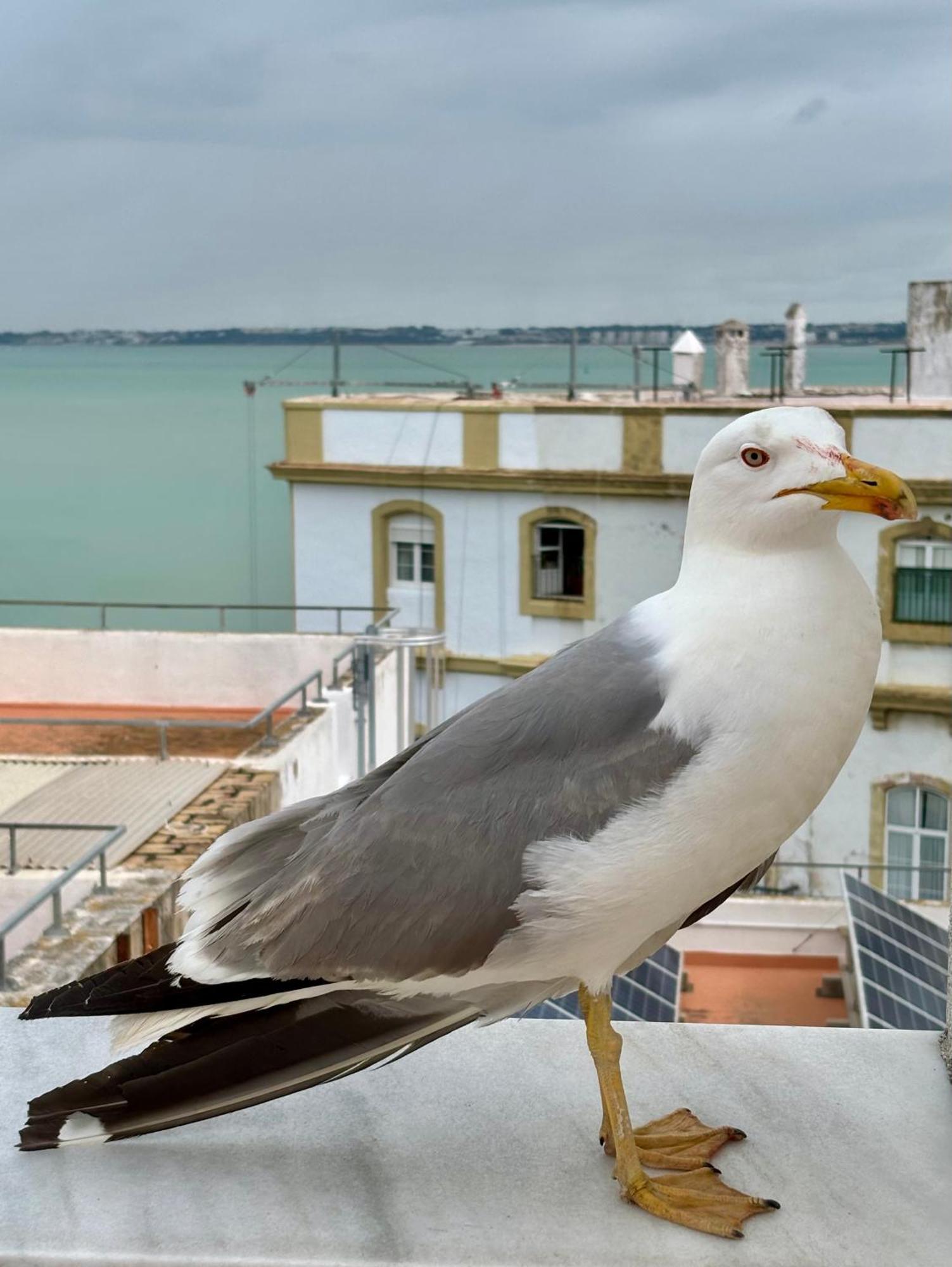 Luminoso Apartamento En El Centro De Cádiz Exteriér fotografie